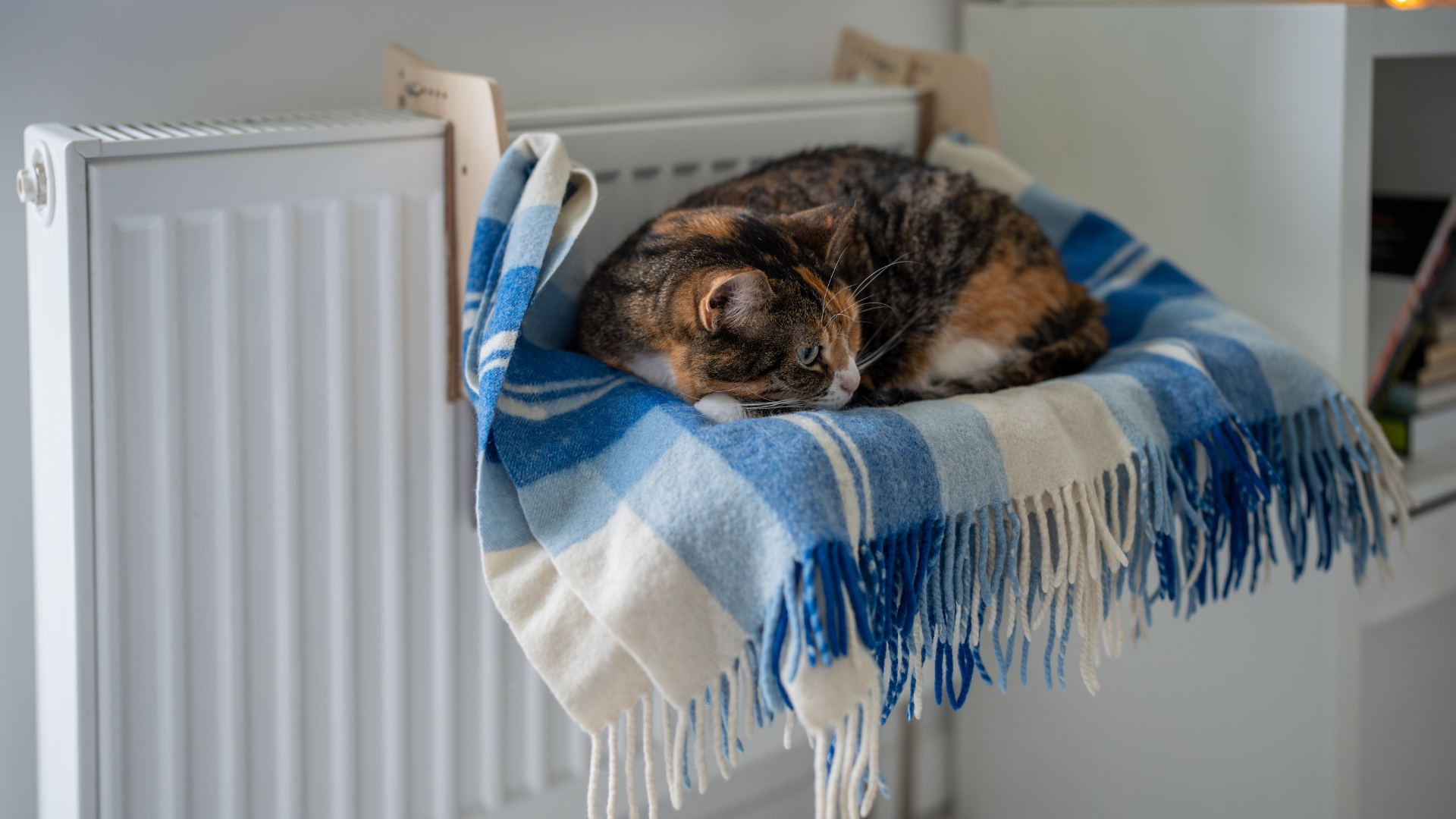 Chat dormant sur une étagère de chauffage accrochée au radiateur sans fixation